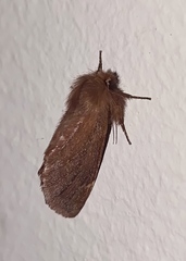 Ptilophora plumigera