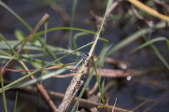 Hemistigma albipunctum