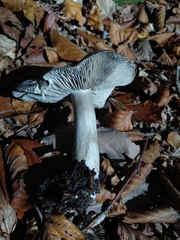 Tricholoma sciodes