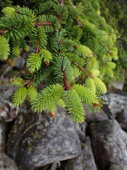 Picea sitchensis