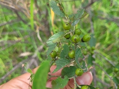 Karwinskia humboldtiana