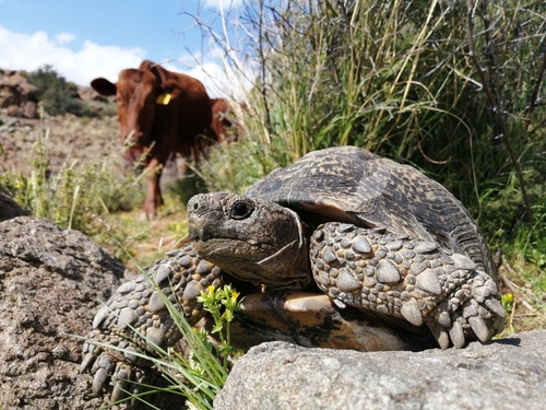 Leopard Tortoise, Stigmochelys pardalis