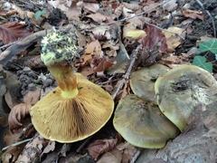 Cortinarius atrovirens