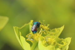 Chrysis splendidula splendidula