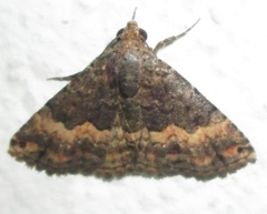 Eublemma nigrivitta