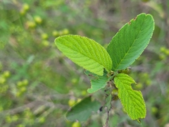 Karwinskia humboldtiana