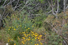 Tagetes tenuifolia