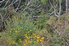Tagetes tenuifolia