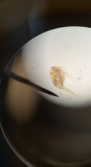 Hexanauplia