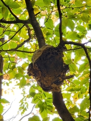 Dolichovespula maculata