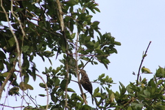 Campylorhynchus zonatus