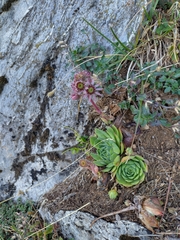 Sempervivum