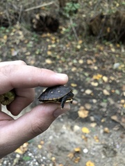 Terrapene carolina carolina