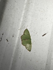 Nemoria lixaria