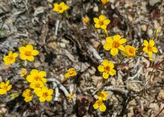 Leptosiphon chrysanthus