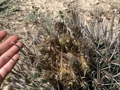 Ferocactus santa-maria