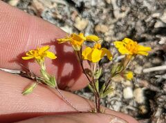 Leptosiphon chrysanthus