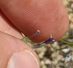 Allophyllum gilioides