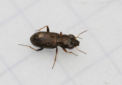 Notiophilus rufipes