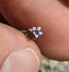 Allophyllum gilioides