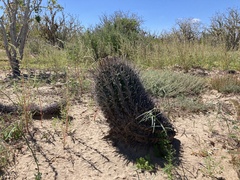 Ferocactus santa-maria