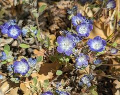Phacelia davidsonii
