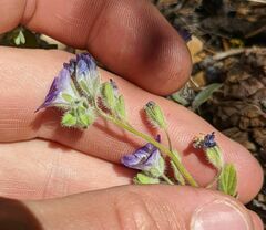Phacelia davidsonii