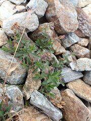 Penstemon ellipticus