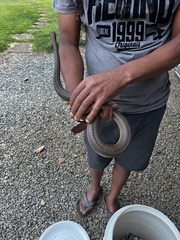 Psammophis mossambicus
