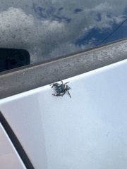 Phidippus regius