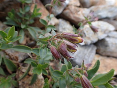 Penstemon ellipticus