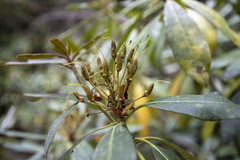 Rhododendron maximum