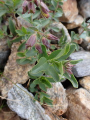 Penstemon ellipticus