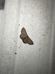 Leptostales pannaria