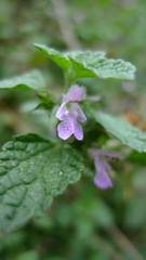 Ballota nigra