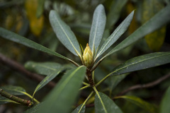 Rhododendron maximum