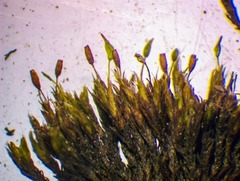 Grimmia longirostris