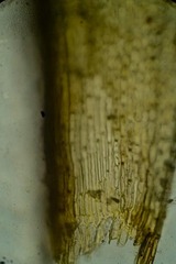 Grimmia longirostris