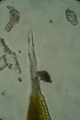 Grimmia longirostris