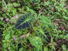 Colocasia