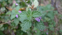 Ballota nigra