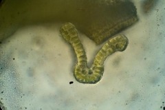 Grimmia longirostris