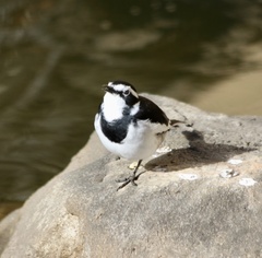 Motacilla aguimp