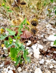 Papilionoidea