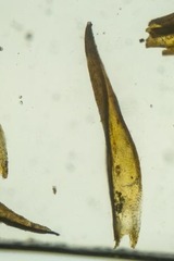 Grimmia longirostris