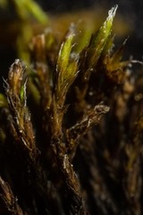 Grimmia longirostris