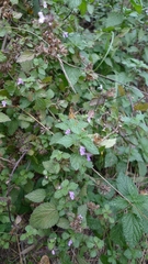 Ballota nigra