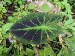 Colocasia