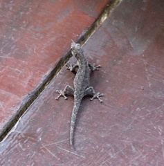 Lygodactylus chobiensis