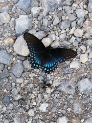 Limenitis arthemis arizonensis